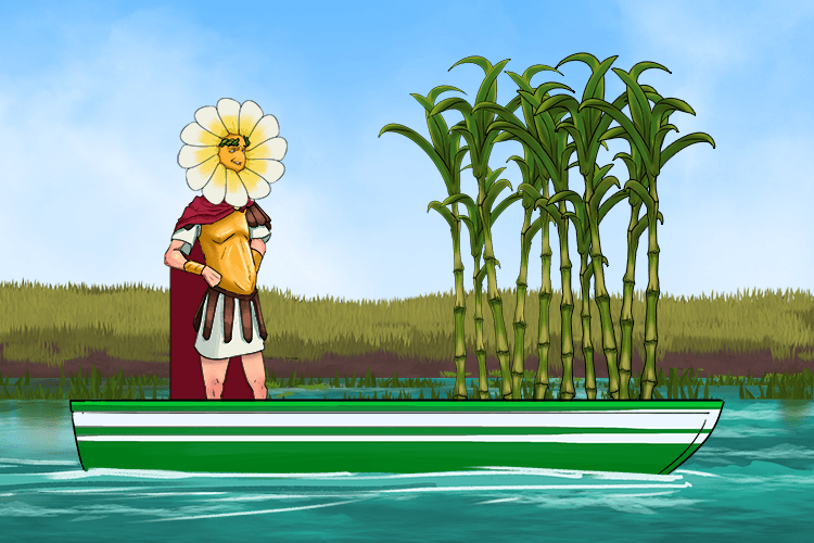 Down the flowing river, the emperor (phloem) transported sugar plants